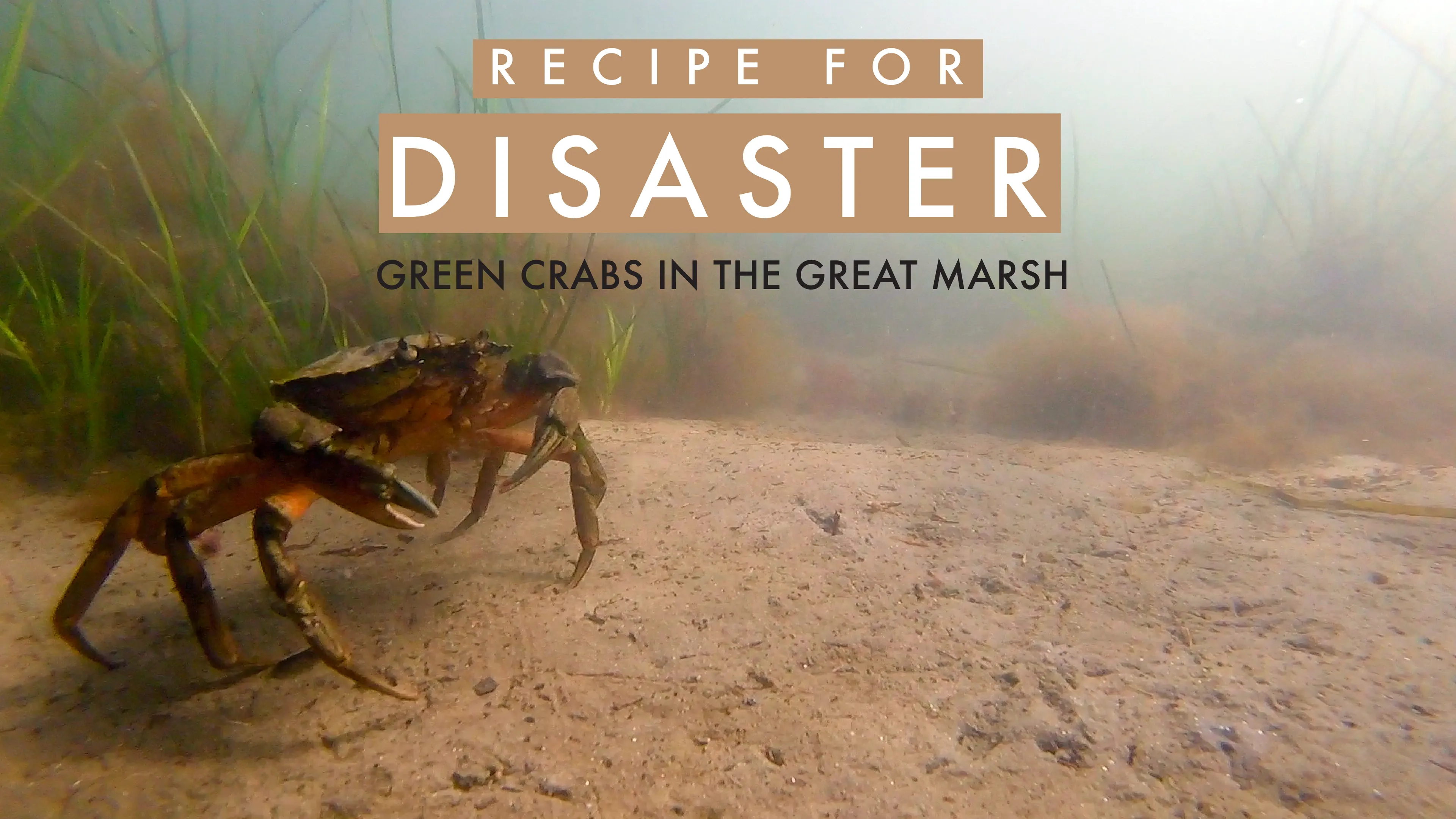 Recipe for Disaster: Green Crabs in the Great Marsh poster